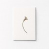 calla lily Atvirutė