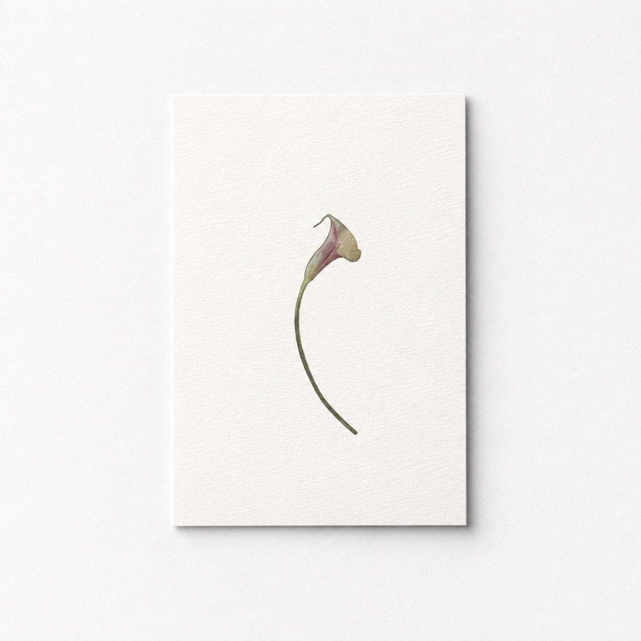 calla lily Atvirutė